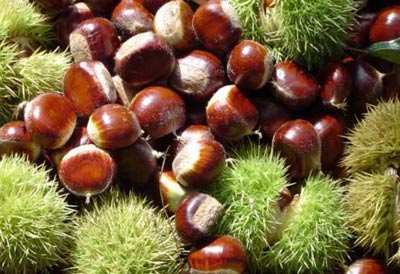 chestnut  Made in Korea